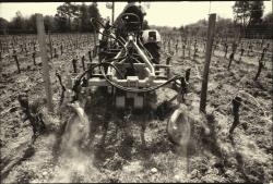 Les travaux de la vigne aux vignobles Merlet