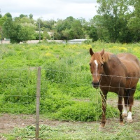 6-Cheval
