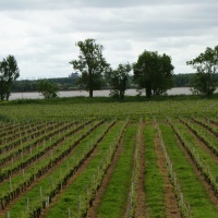 7-Les vignes au bord de la Dordogne