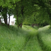 13-Le chemin qui monte entre les vignes
