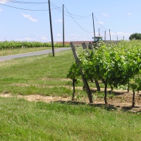 Les vignes de l'Entre-Deux-Mers