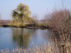 L'étang au pied de grands espaces de vignes