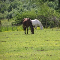 Chevaux
