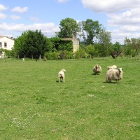 Moutons