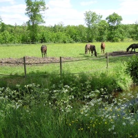 Chevaux