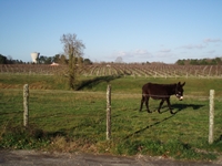 Balade de Léognan La Brède