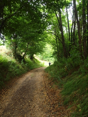 Sentier en sous-bois