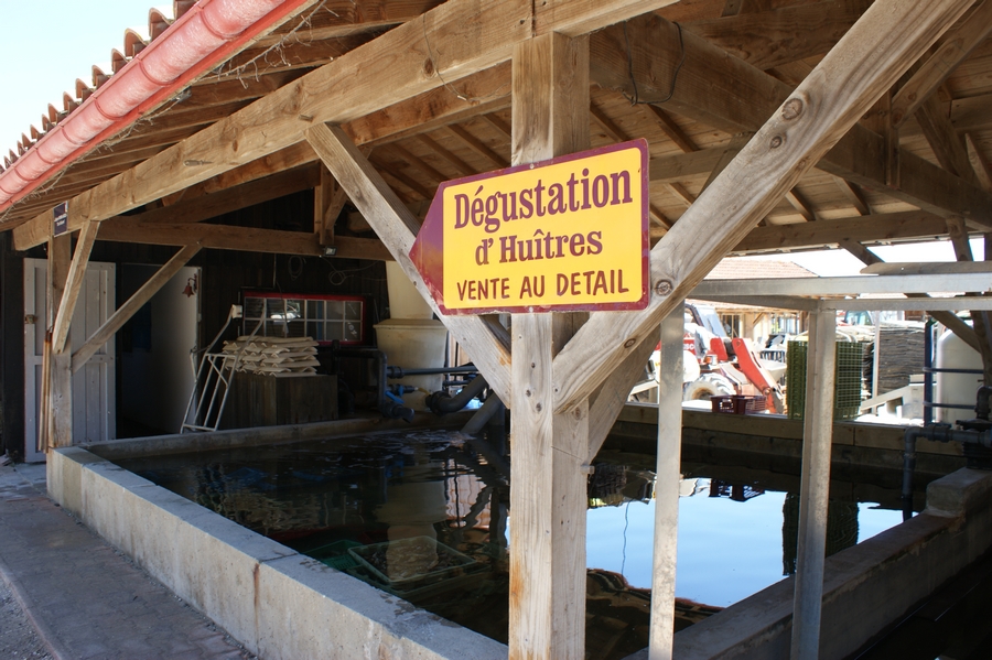 vente au détail d'huîtres - direct producteur