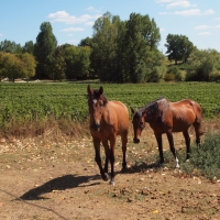 Le Domaine de Guérin