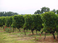 Les vignes du domaine de La chataignière
