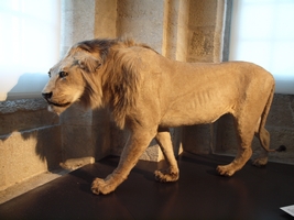 Le musée des Douanes