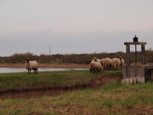 Moutons paturages ferme aquacole eau médoc