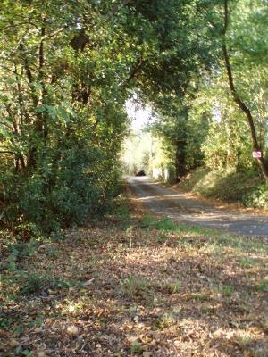 Petite route forestière