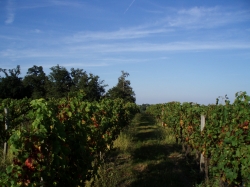LALANDE DE POMEROL : Le paysage viticole