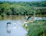 LE TEICH : Parc Ornithologique