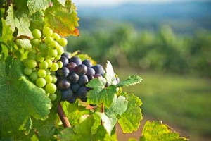 Vignobles et châteaux du Libournais
