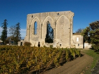 Les vignes de Saint-Emilion
