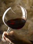 Dégustation de vins Libournais Saint-Emilion