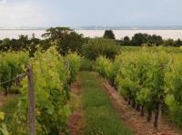 Vente directe - viticulteurs à St-Yzans-de-Medoc