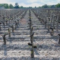  Jeu de lignes avec les rangs de vignes (Photo M.Ladrat)